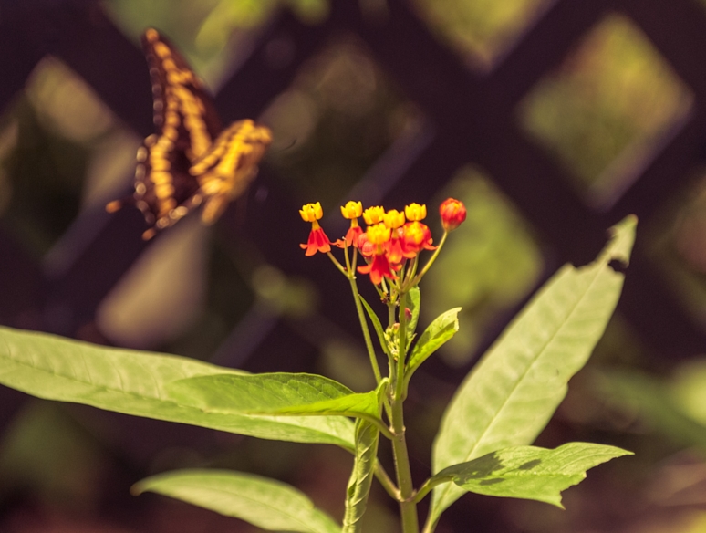 Butterfly landing