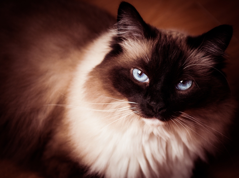 ragdoll cat looking up