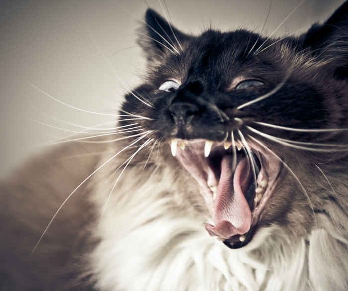 ragdoll cat yawning