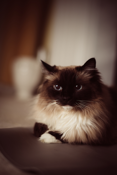 ragdoll cat