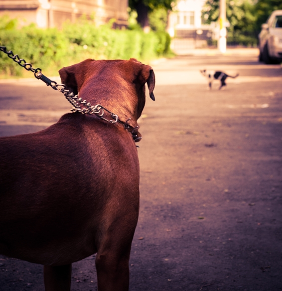 Cat crosses dog's path