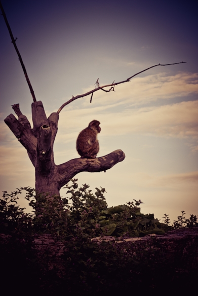 Macaque monkey