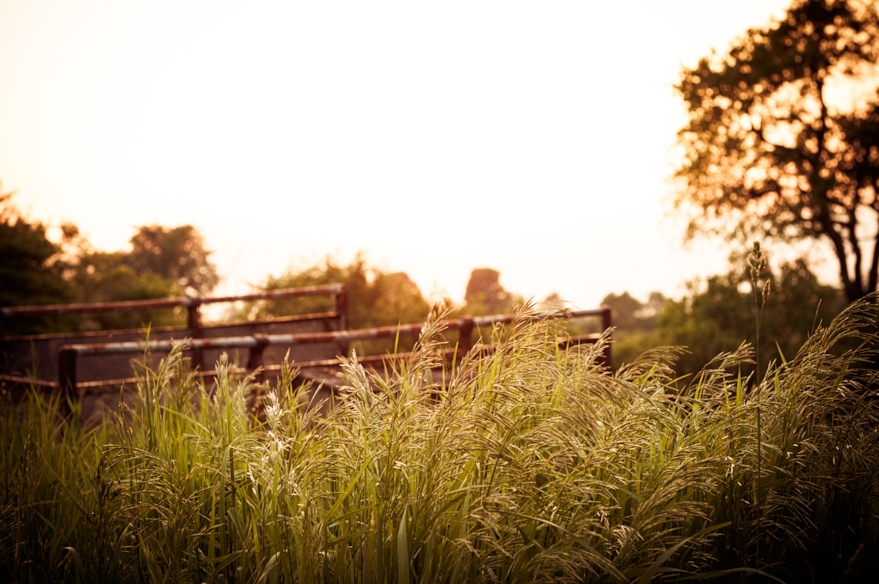 wheat field